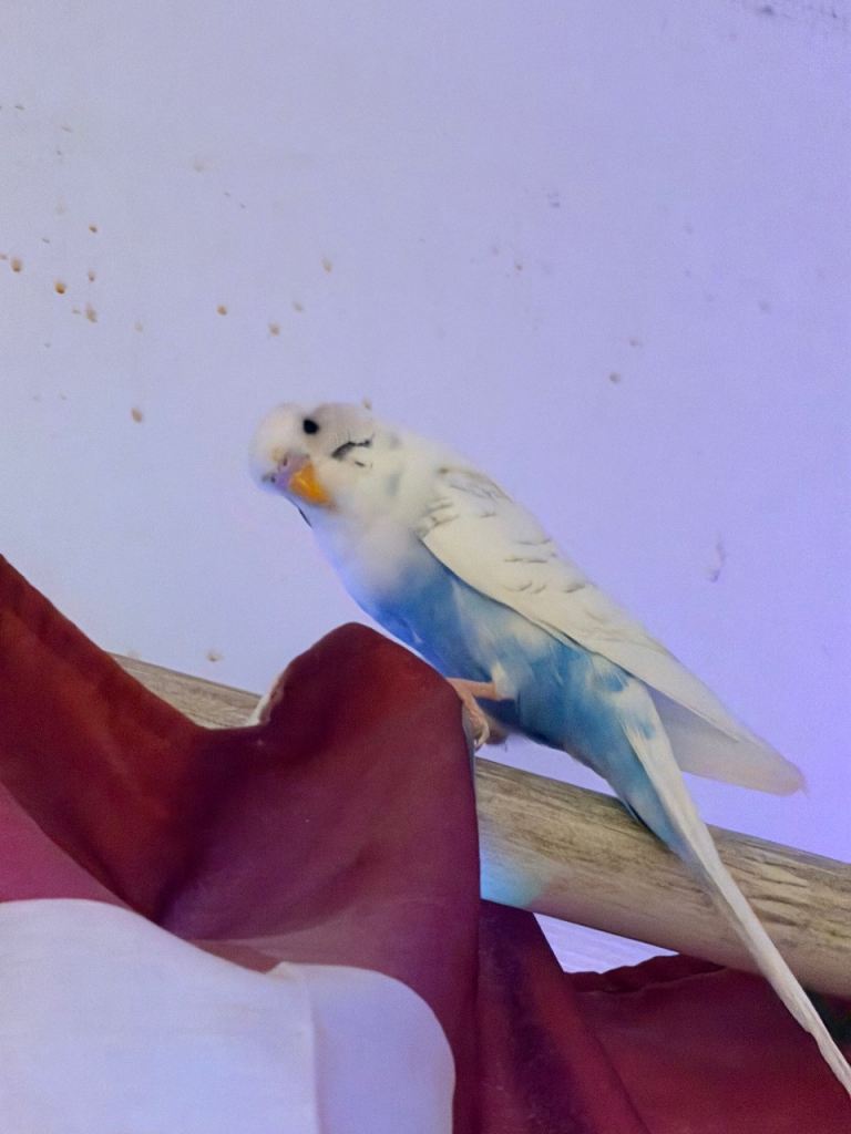 White and light blue Budgie with cage