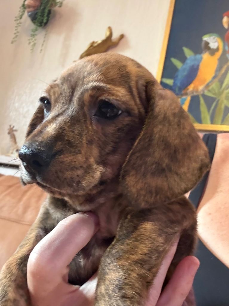 Litter of miniature brindle dachshunds ready 21 july