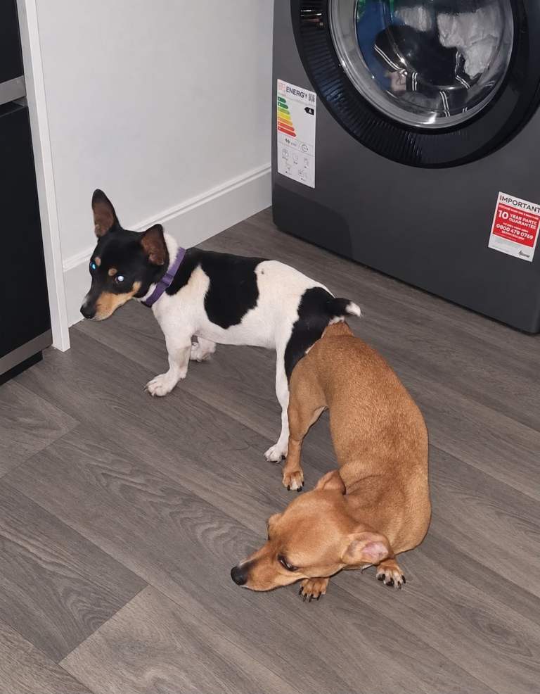 jack russell puppies for sale 