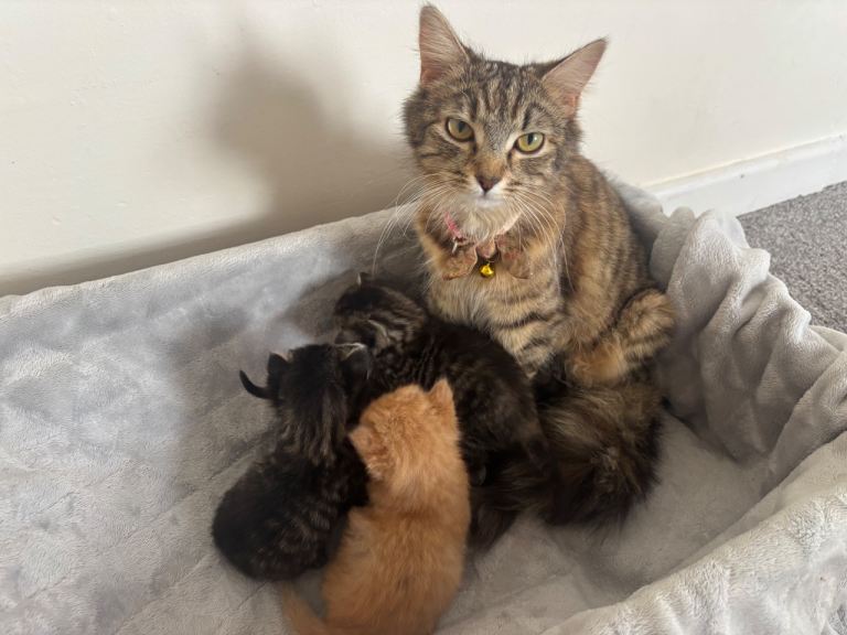 Beautiful kittens looking for a good home 