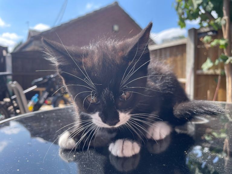Kittens