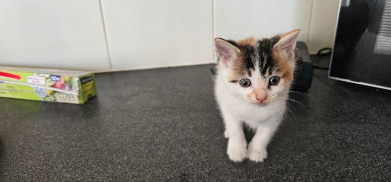 Kittens