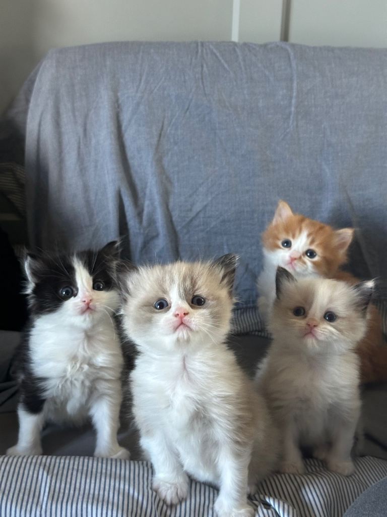 Ragdoll mix kittens looking for a new home!