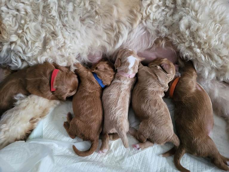 Goldendoodle ( Double doodle ) unique coat pattern 