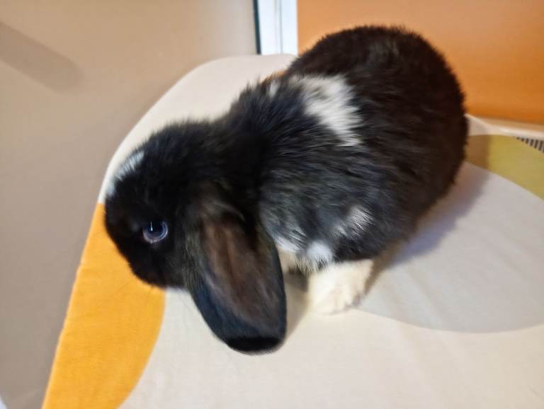 Gorgeous Mini lop