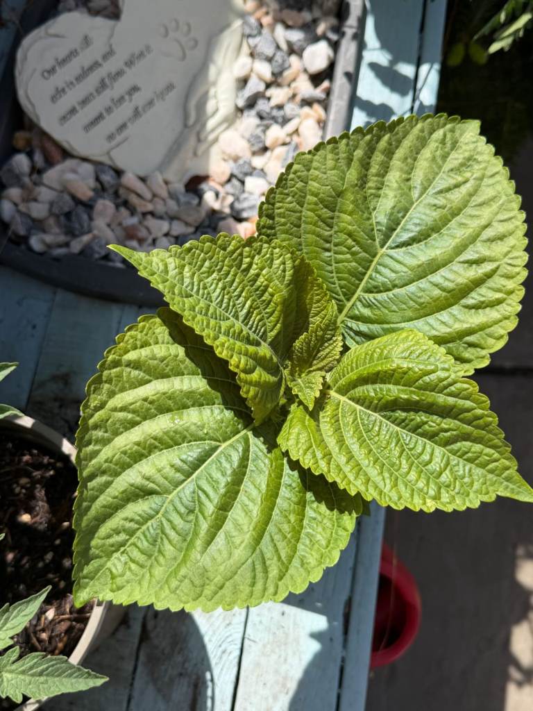 Korean Genip (Perilla / Kkaennip 깻잎) plants : 1 pot for £10 / Buy 2, Get 1 Free (3 plants for £20) 
