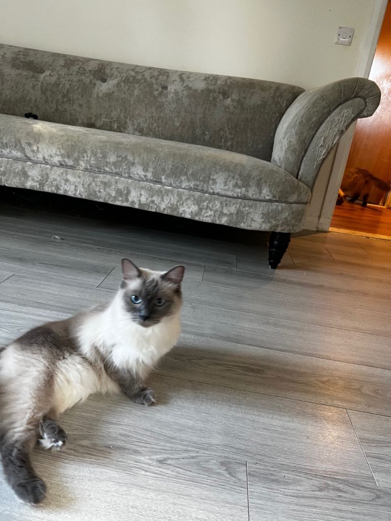 Ragdoll cat and kitten