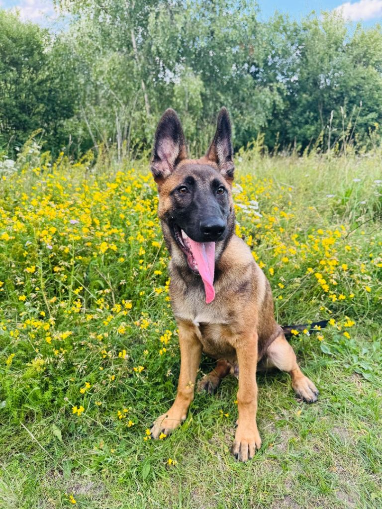 Handsome 10 month old Belgium malinois 