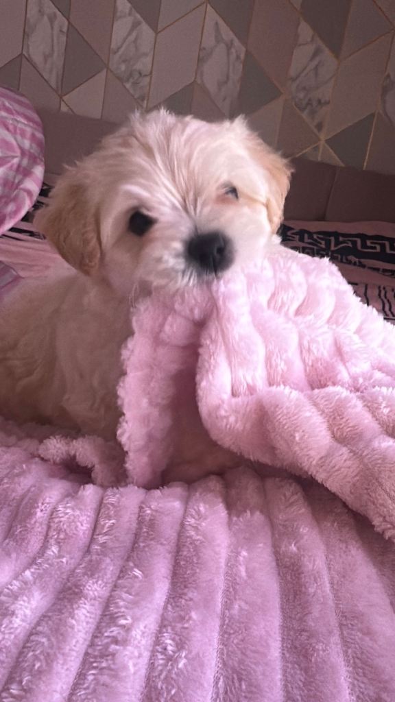 Puppy’s Maltese and yorkie mix 