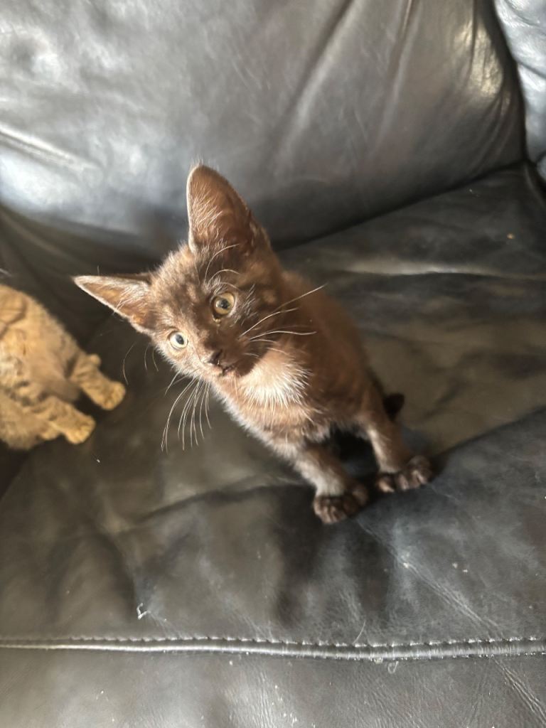 Kittens 