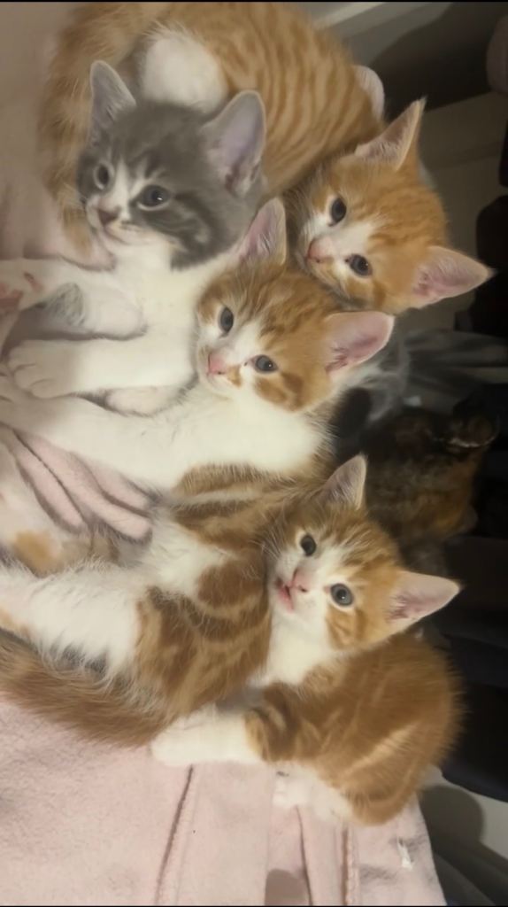 Kittens for Sale