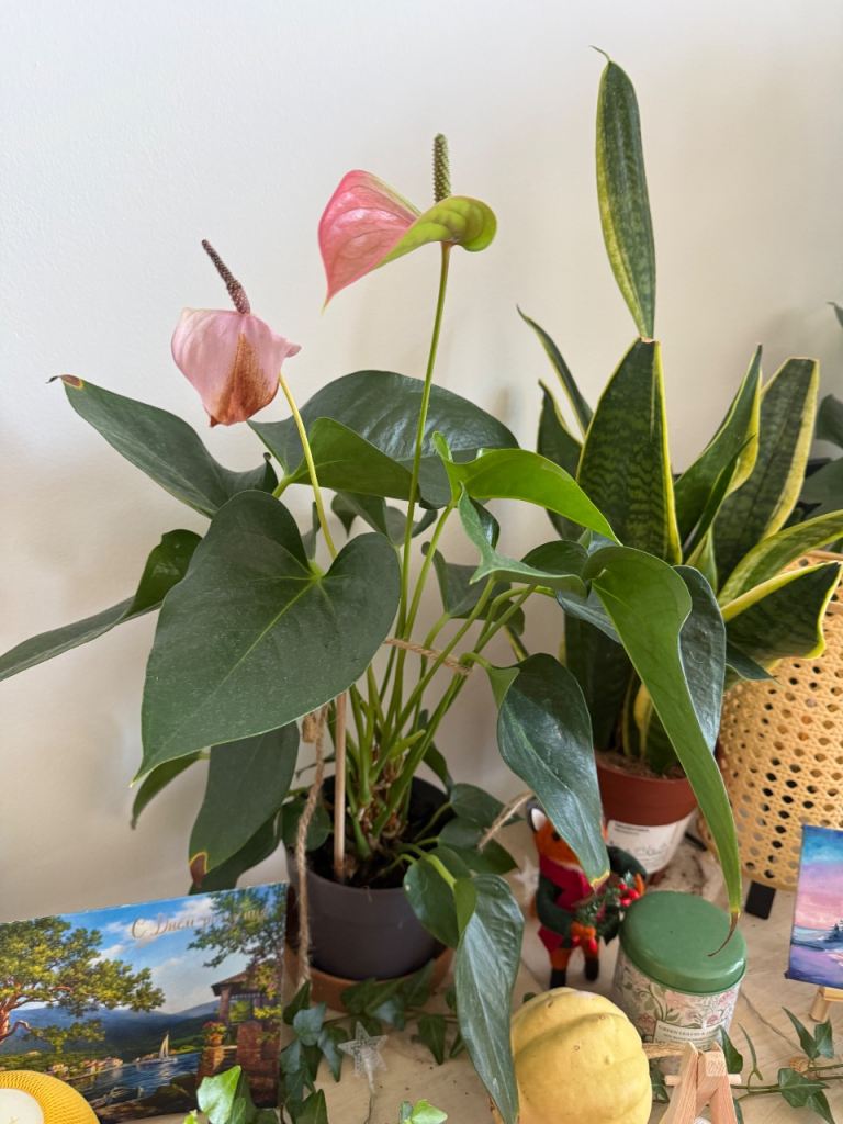 Plants 