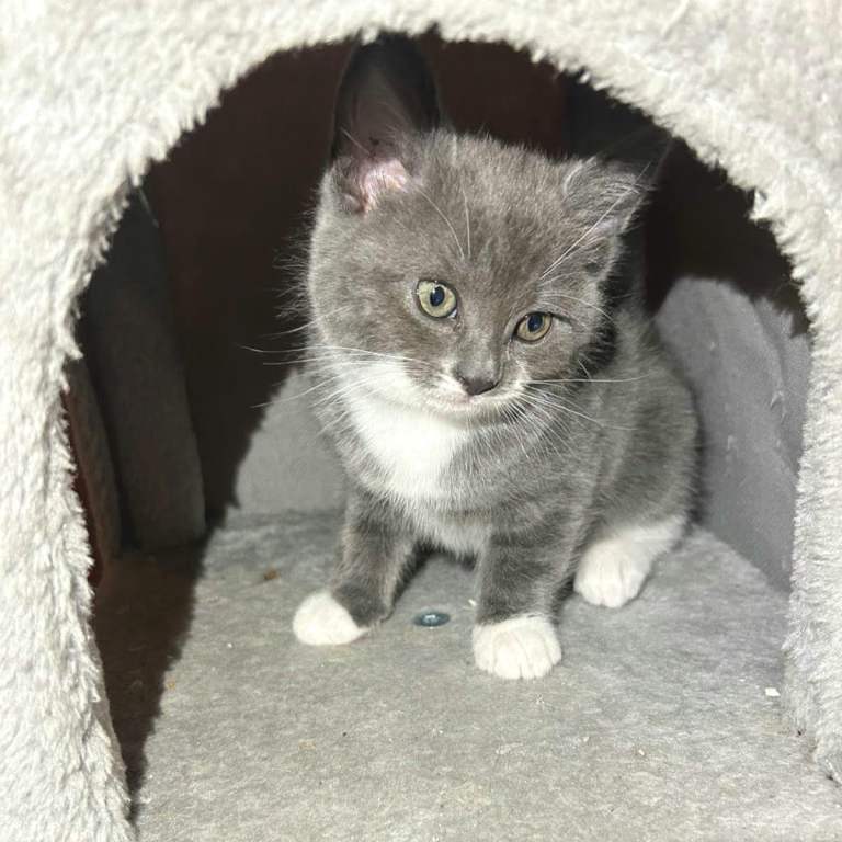 Kitten British shorthair 