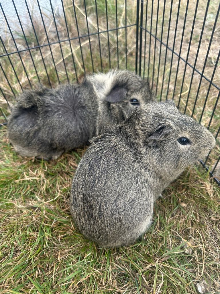Beautiful male guinea pigs brothers with hut and run