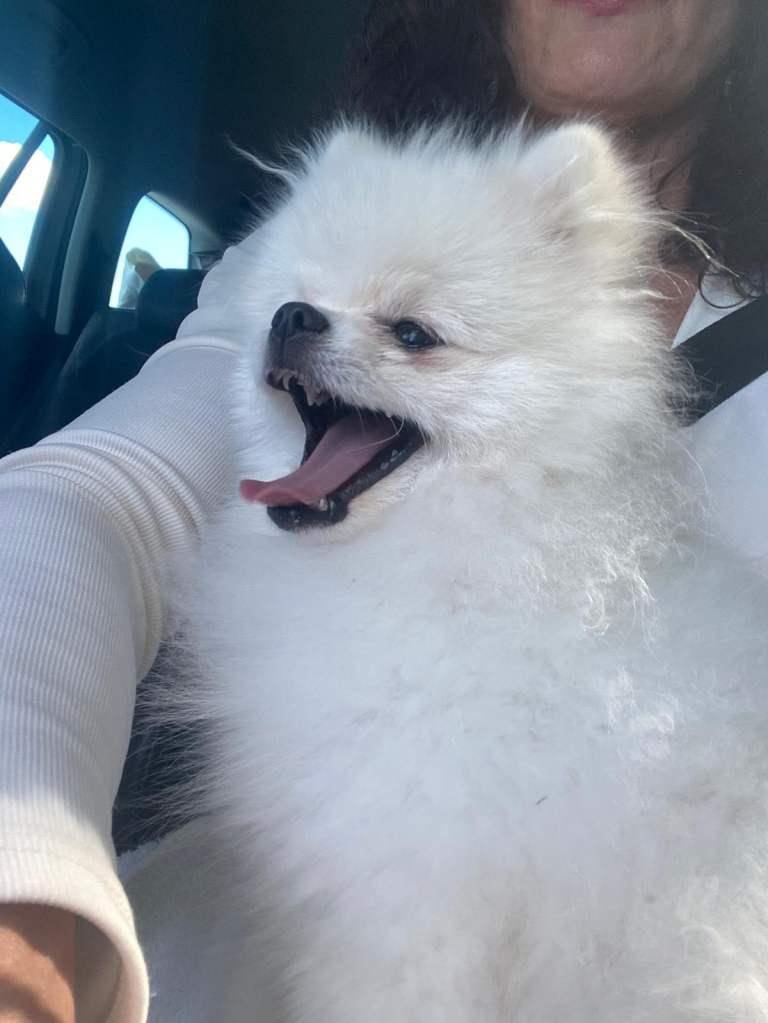 Little Pomeranian boy 