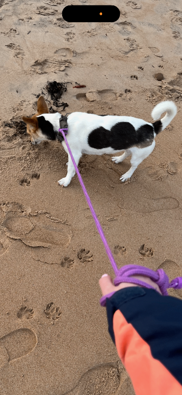 Jack Russell dog and bitch 