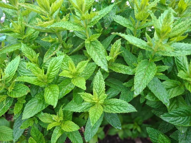 Garden Mint
