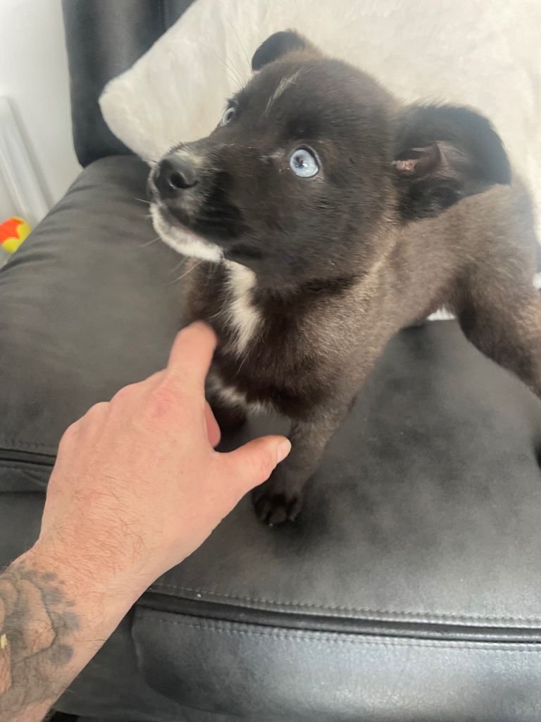 Loving homes for our beautiful pomsky puppies 