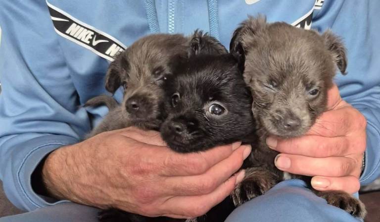 Beautiful litter of chihuahua puppies ready for there forever homes 8 weeks old