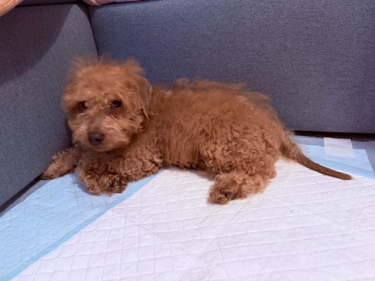Cavapoo 900
