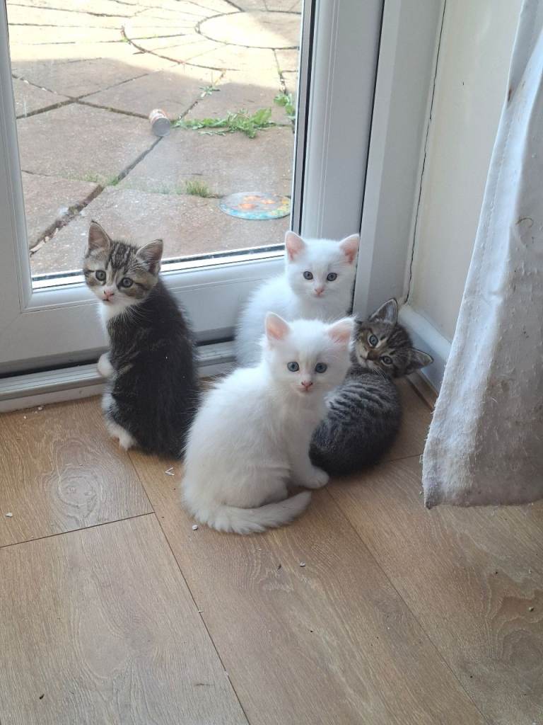 Kittens 