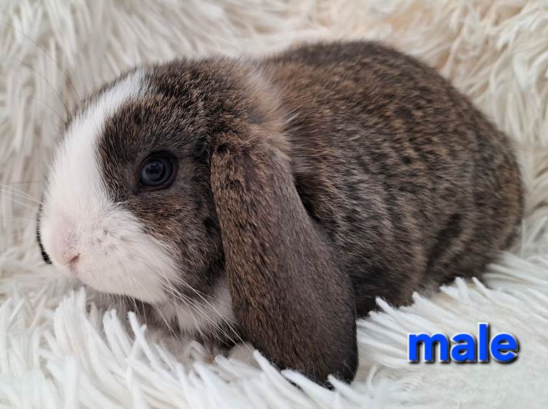 Baby Mini Lop Rabbits for sale
