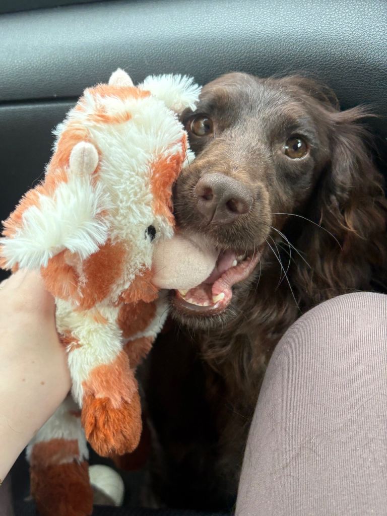 Female cockapoo