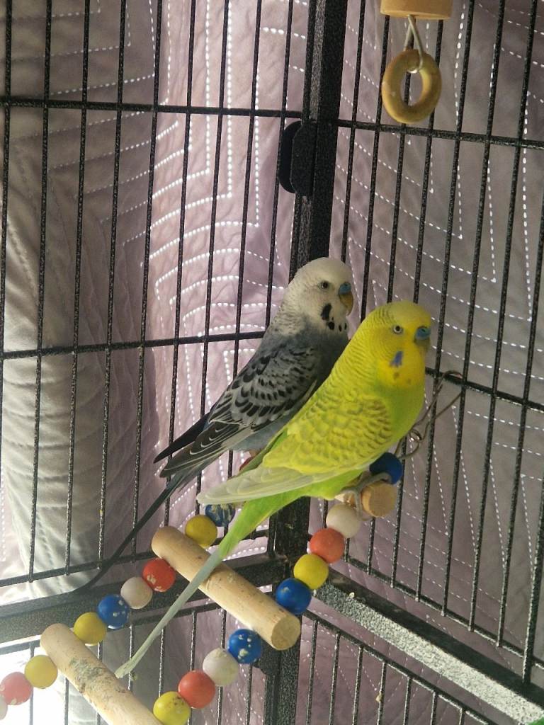 2 budgies + cage + food + treats