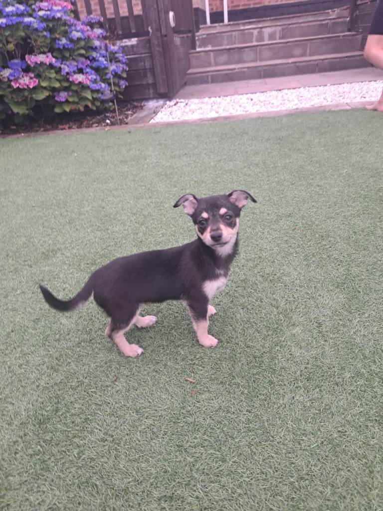 Chihuahua pup ready to go