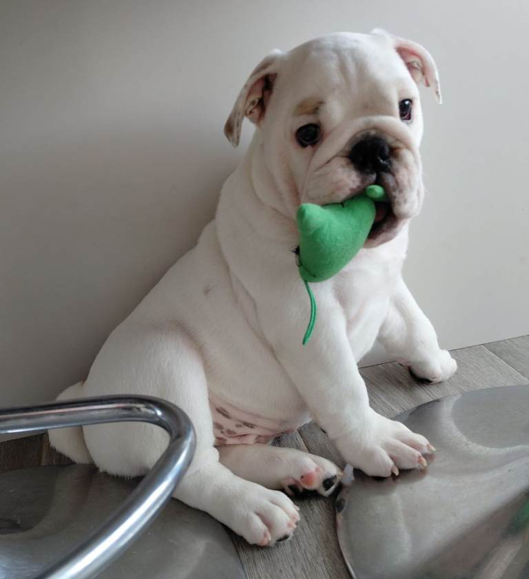 English Bulldog Puppy 