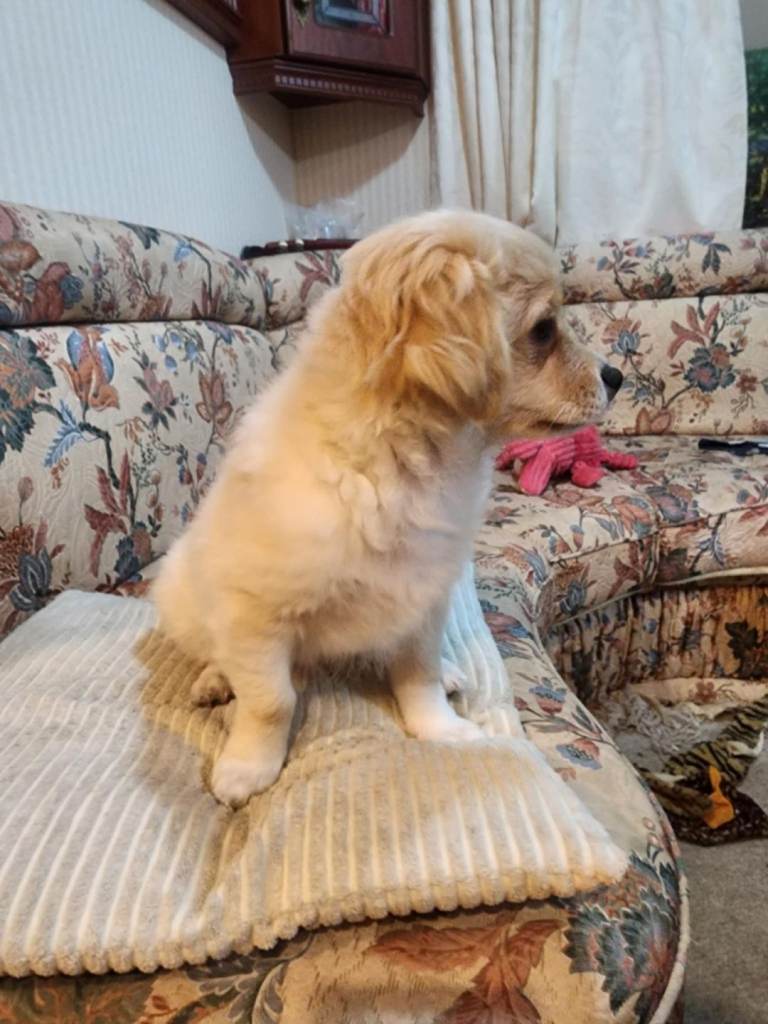 Furry puppies looking for new home 