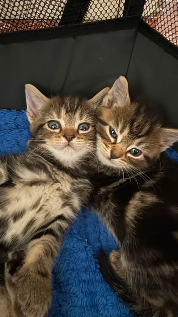 Beautiful kittens – available to reserve ⭐ (to polecam)