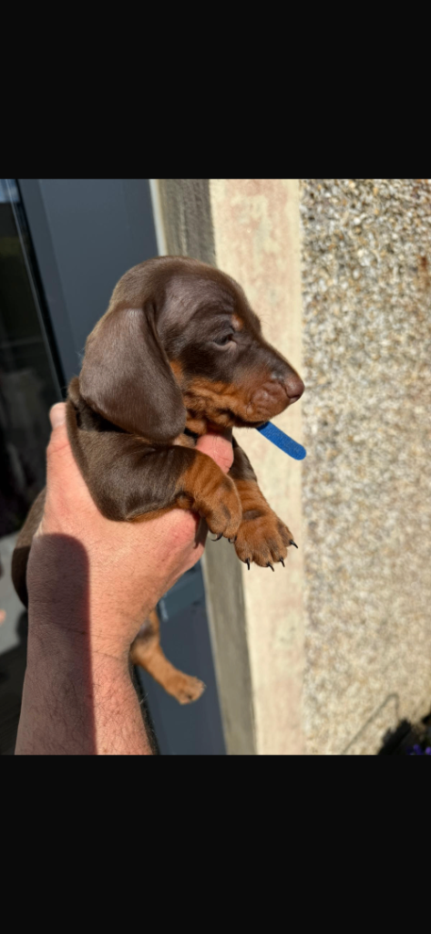 Dachshund puppies- standard 