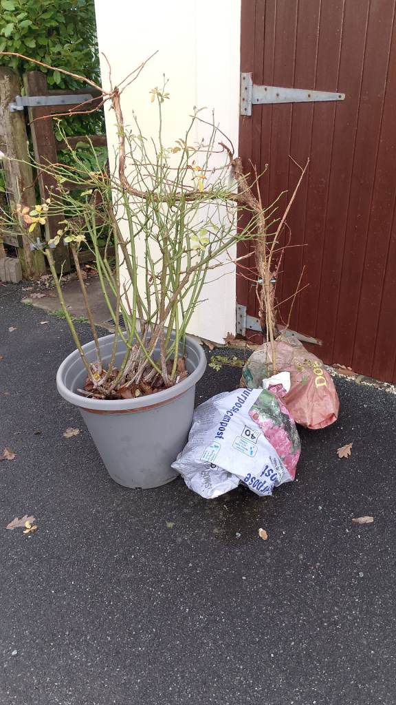 image for Free plants 