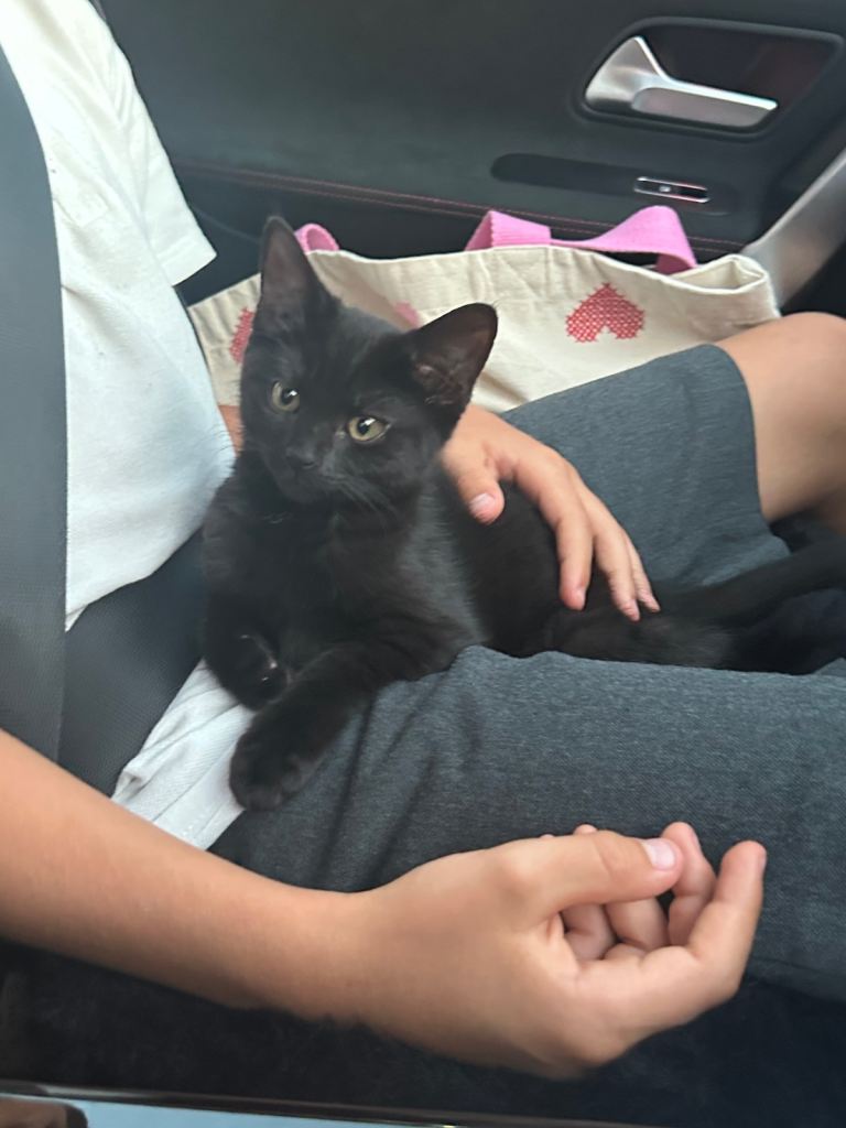 Adorable kittens 