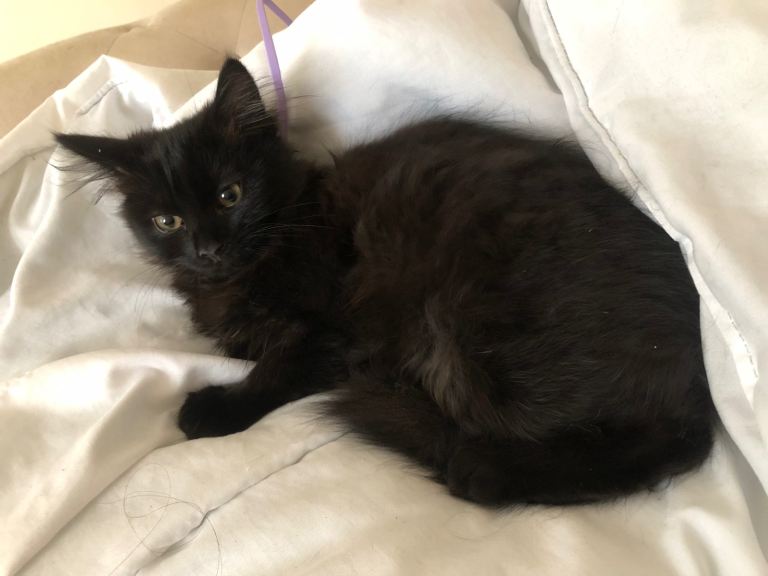 Long haired kitten for sale