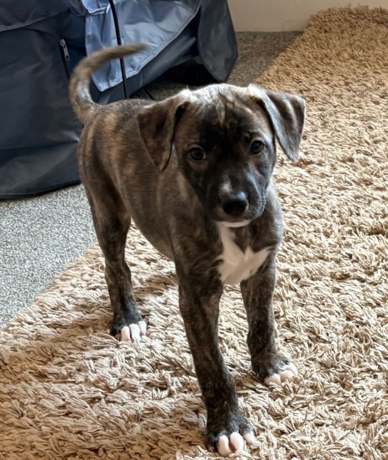 Bull lurcher puppies 