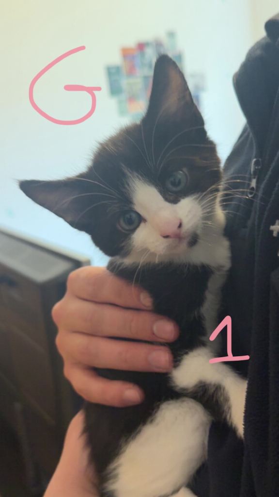 5 gorgeous kitten for sale 