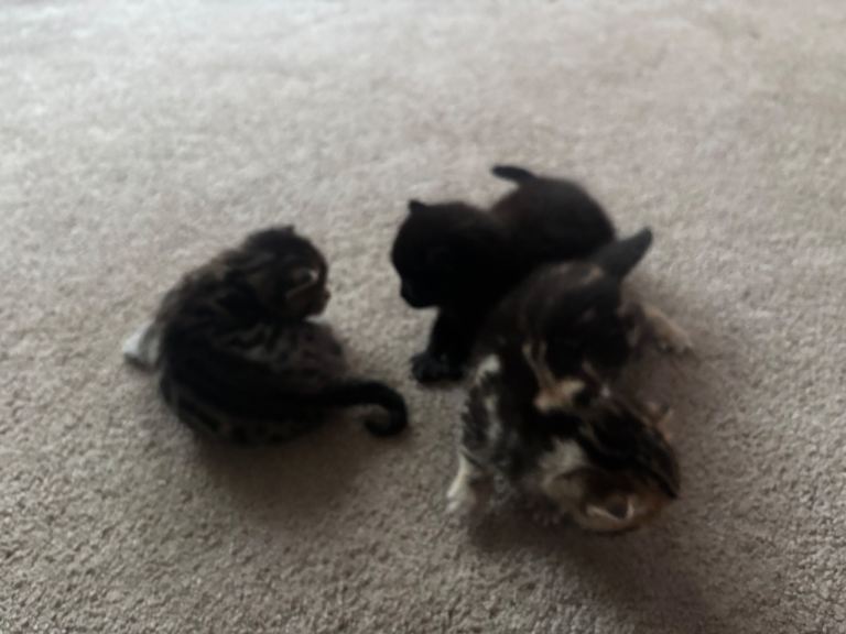 Bengal kittens for sale 