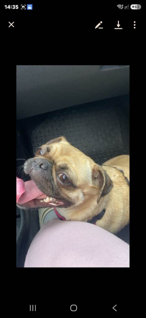 3/4 Pug x 1/4 jack russell 