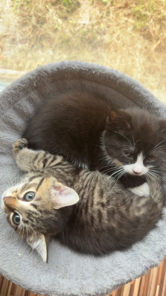 Female kittens