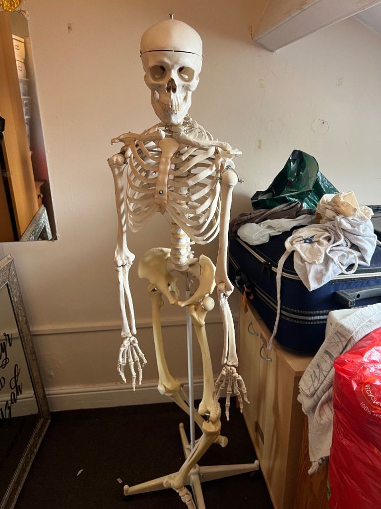 Human skeleton model