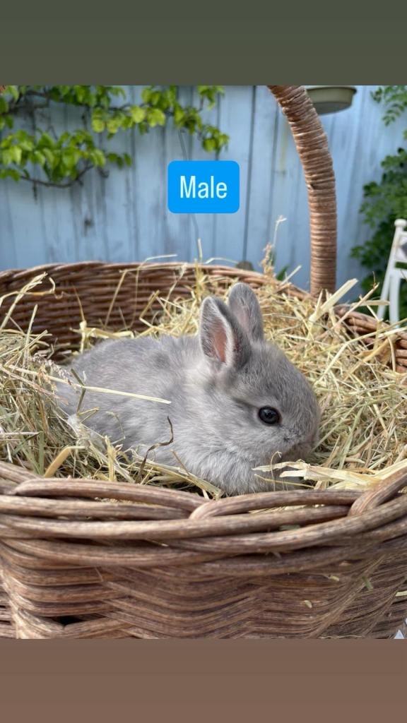 2 Baby Rabbits Now ready to leave. 