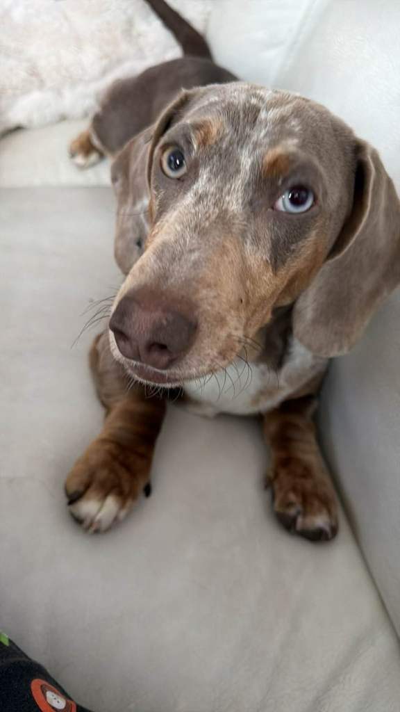 6 Month old Male dachshund 