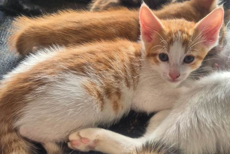 1 beautiful kitten ready for their forever home!