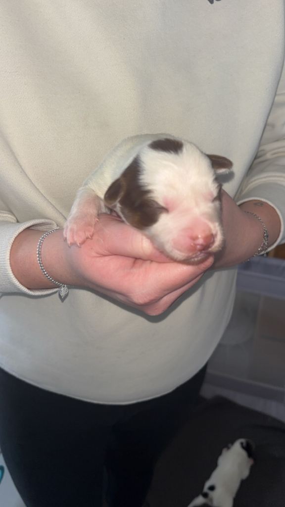 Border collie pups for sale 
