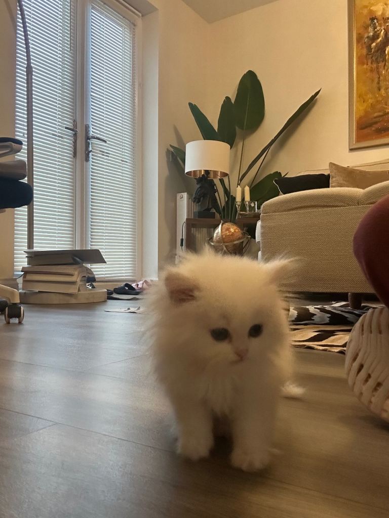 Rarely available Beautiful Pure Persian White Female Kitten with grey eyes, ready to go in 2 weeks