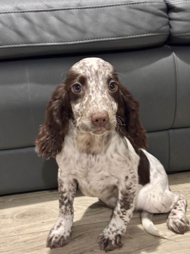 Cocker Spaniel Girl Ready Now Fully Vaccinated 