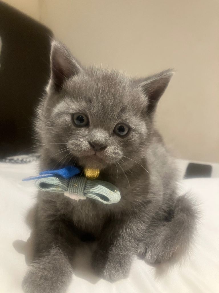 british shorthair kitten