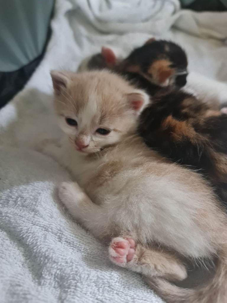 Rare kittens 